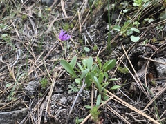 Primula pauciflora