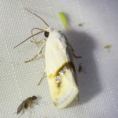 Ponometia virginalis