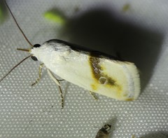 Ponometia virginalis