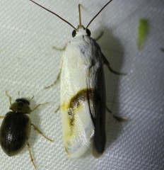 Ponometia virginalis