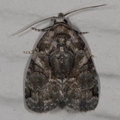 Pseudeustrotia indeterminata