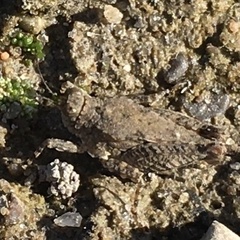 Paratettix cucullatus