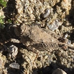 Paratettix cucullatus