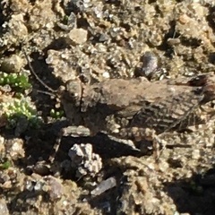 Paratettix cucullatus