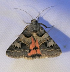 Drasteria ingeniculata