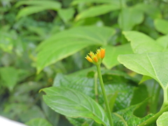 Gurania lobata