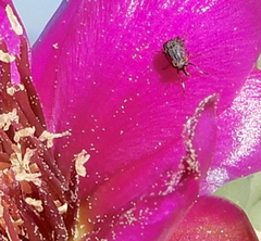 Stictomyia longicornis