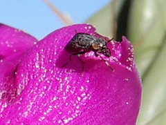 Stictomyia longicornis