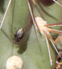 Stictomyia longicornis