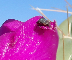 Stictomyia longicornis