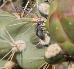 Stictomyia longicornis