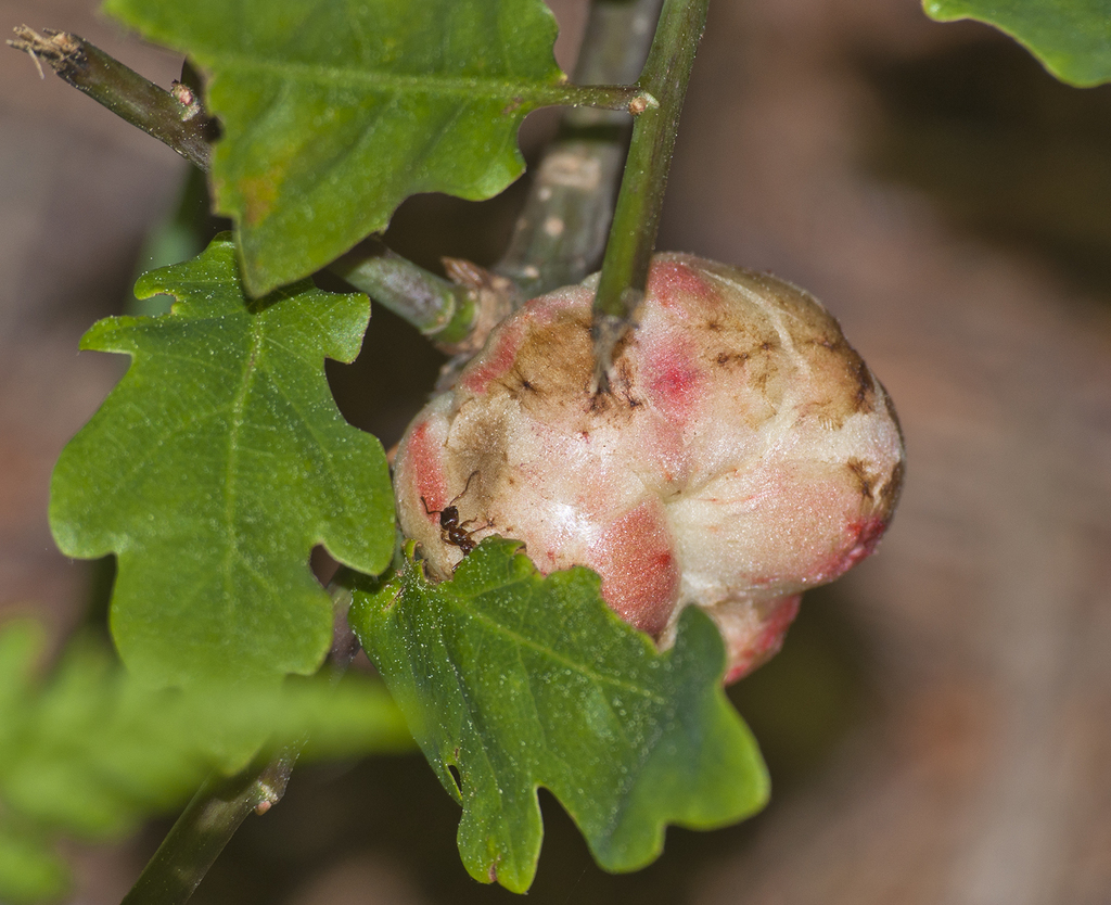 Oak Apple Gall Wasp, photo 1 of 7