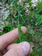 Carex hirsutella