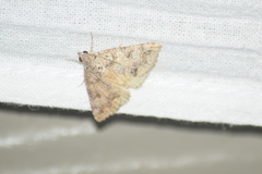 Eubolina impartialis