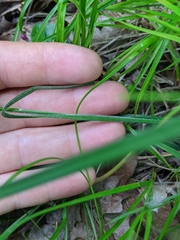 Carex hirsutella