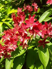 Carphalea
