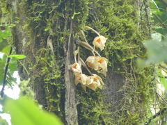 Stanhopea gibbosa