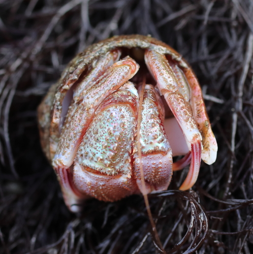 Alaskan hermit