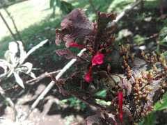 Iresine diffusa herbstii