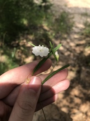 Stylisma pickeringii