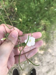 Stylisma pickeringii