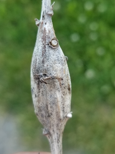 Goldenrod Elliptical-Gall Moth photo 2