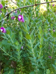 Polygala myrtifolia