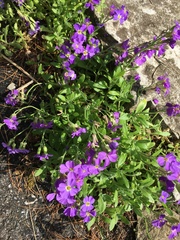 Aubrieta deltoidea