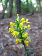 Platanthera cristata