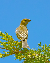 Haemorhous mexicanus