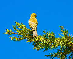 Haemorhous mexicanus