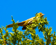 Haemorhous mexicanus