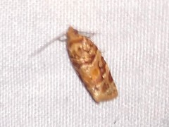 Argyrotaenia tabulana