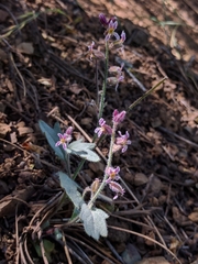 Streptanthus hispidus