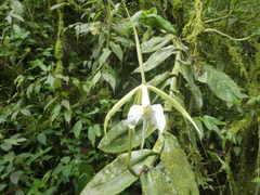 Epidendrum macroophorum