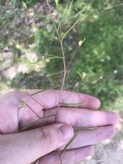 Stylisma pickeringii