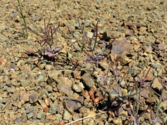 Streptanthus hispidus