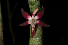 Monocyclanthus vignei image