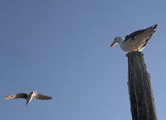 Larus livens