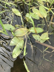 Potamogeton amplifolius
