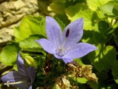 Campanula isophylla