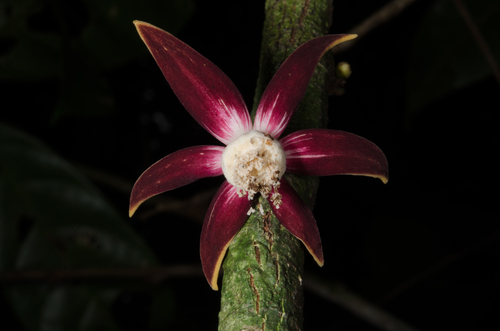 Monocyclanthus vignei