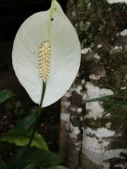 Spathiphyllum wallisii