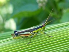 Scotussa impudica