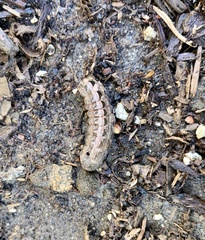 Noctuinae