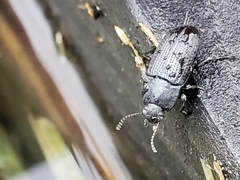 Asiopus minimus