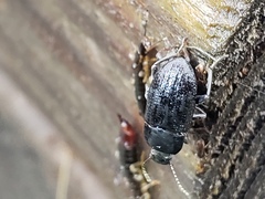Asiopus minimus