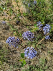 Ceanothus parvifolius