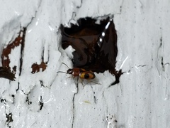 Poecilocrypticus formicophilus