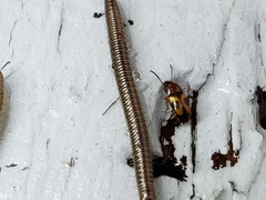 Poecilocrypticus formicophilus
